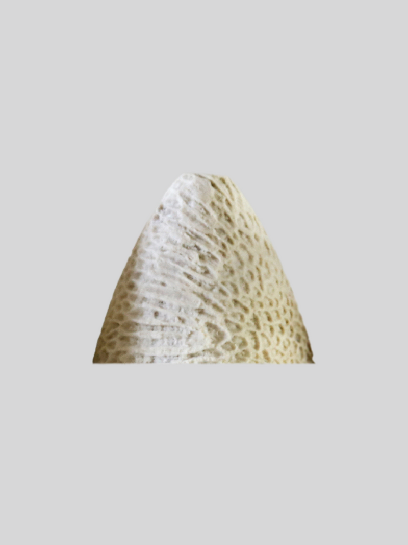 Arc Cone Wall Light