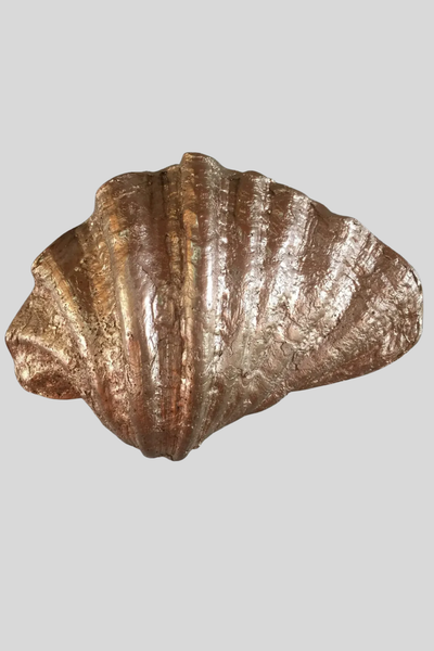 Sculpted Shell Wall Sconce