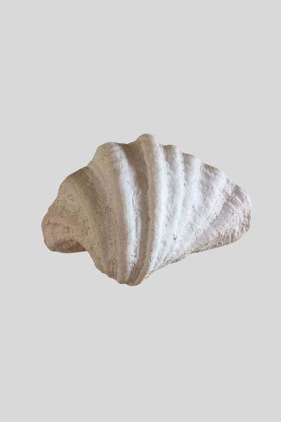 Sculpted Shell Wall Sconce