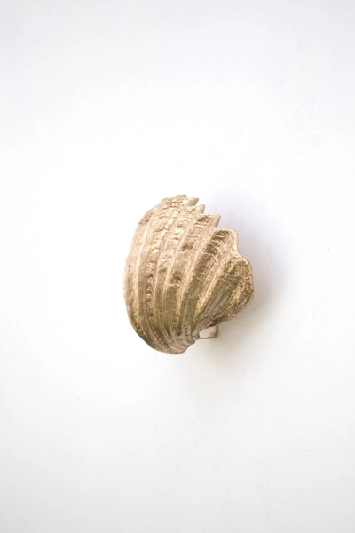 Sculpted Shell Wall Sconce
